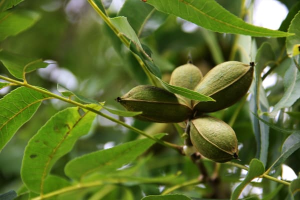 Pecan Nut Producers