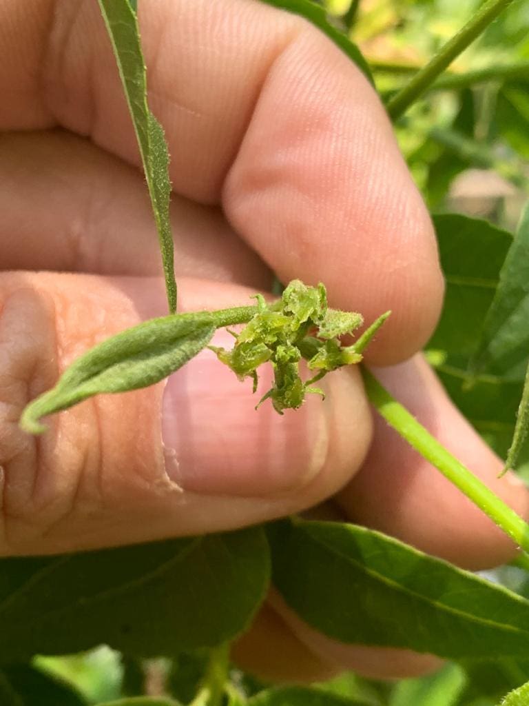 Pecan Nut plants Maquassi Spruit