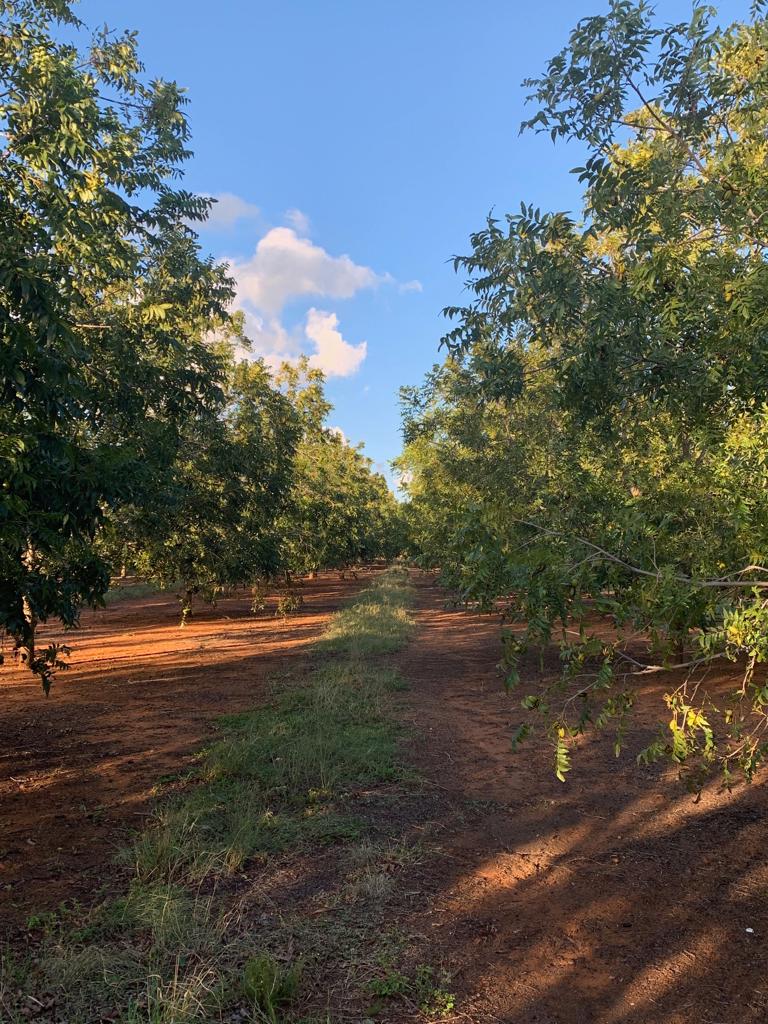 Pecan nuts,south african pecan nut producers association,how to grow pecan nuts,pecan nuts south africa,maquassi spruit pecan nuts