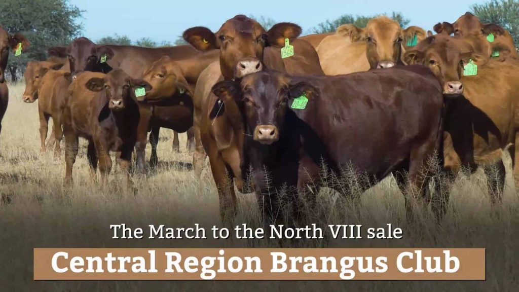 March to North VIII Sale
