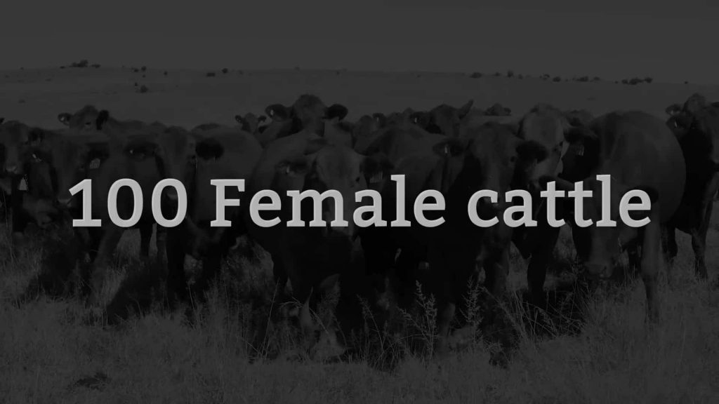 brangus auction female cattle