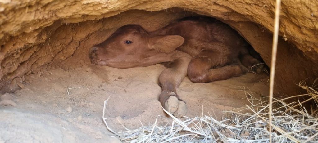 calf stuck in hole